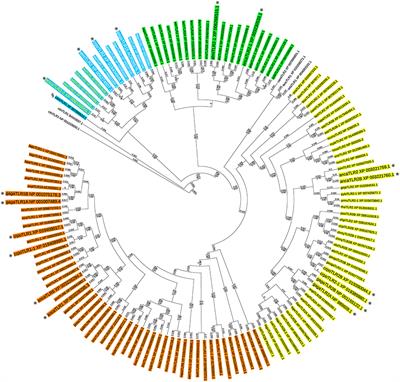 Evolutionary Regression and Species-Specific Codon Usage of TLR15